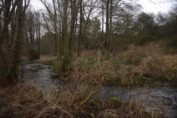 Foto af en del af projektstrækningen Syltemade Å øvre del, som løber gennem skov med med træer og lysninger på begge sider