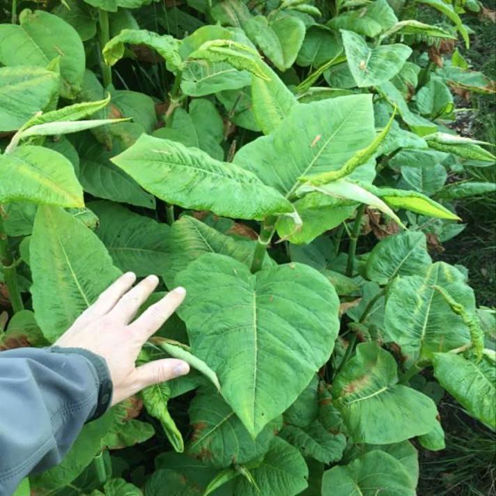 Stort blad på kæmpepileurt