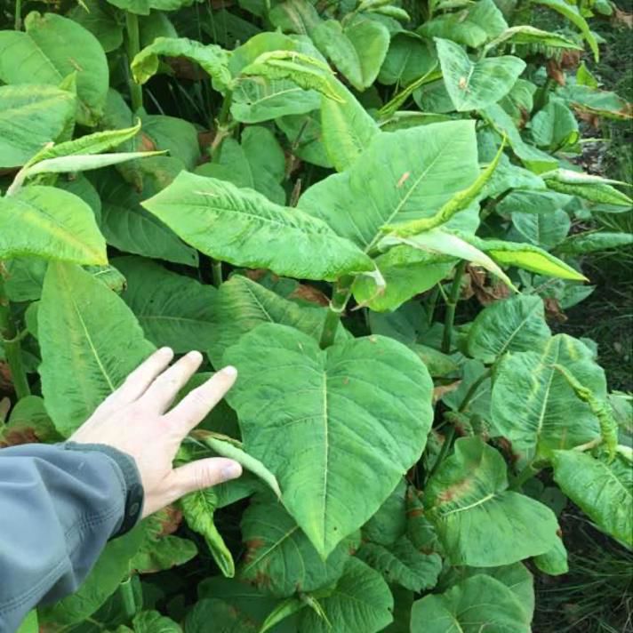 Stort blad på kæmpepileurt