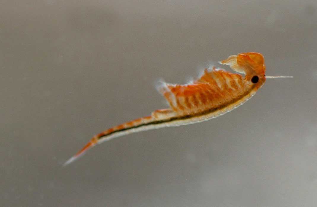 Forårsfereje er en urgammel art. Den bliver 2-3 cm lang.