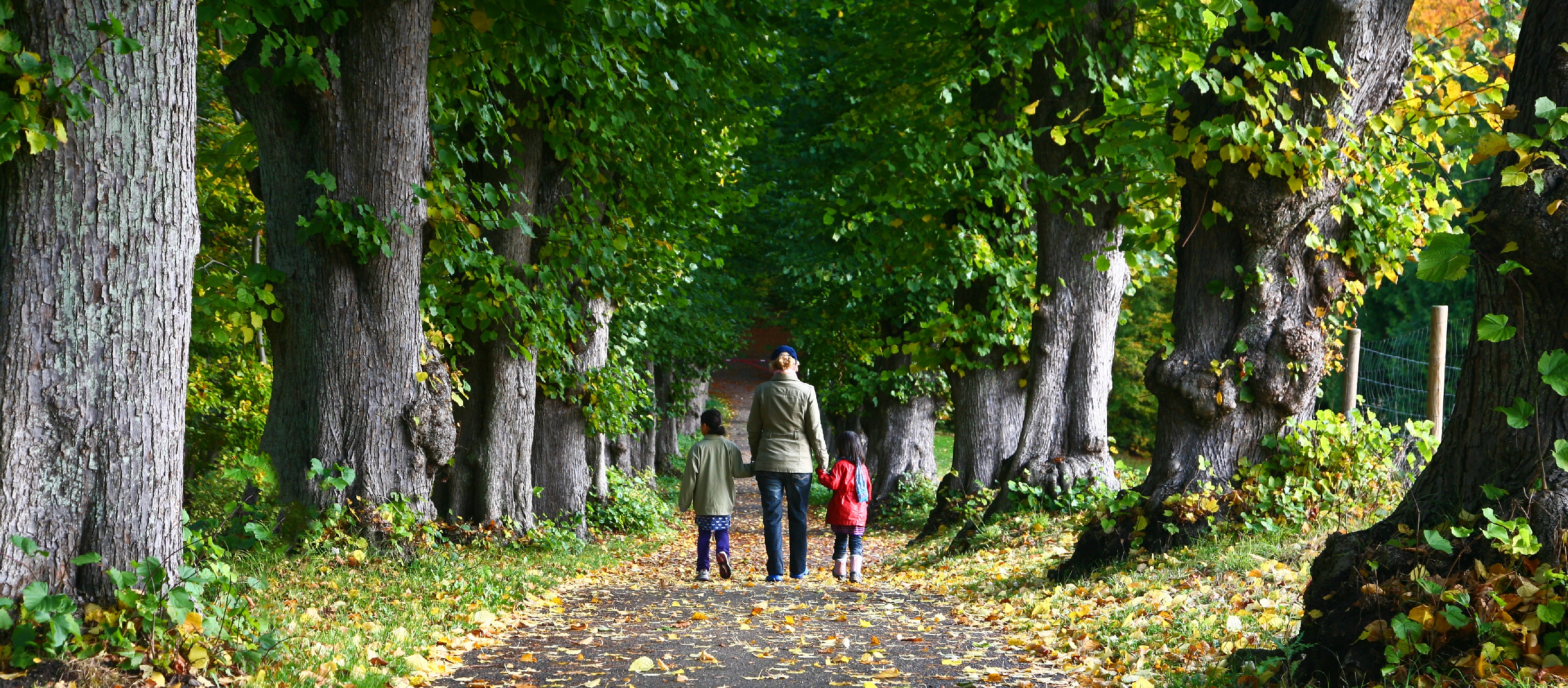 Gåtur mellem høje træer
