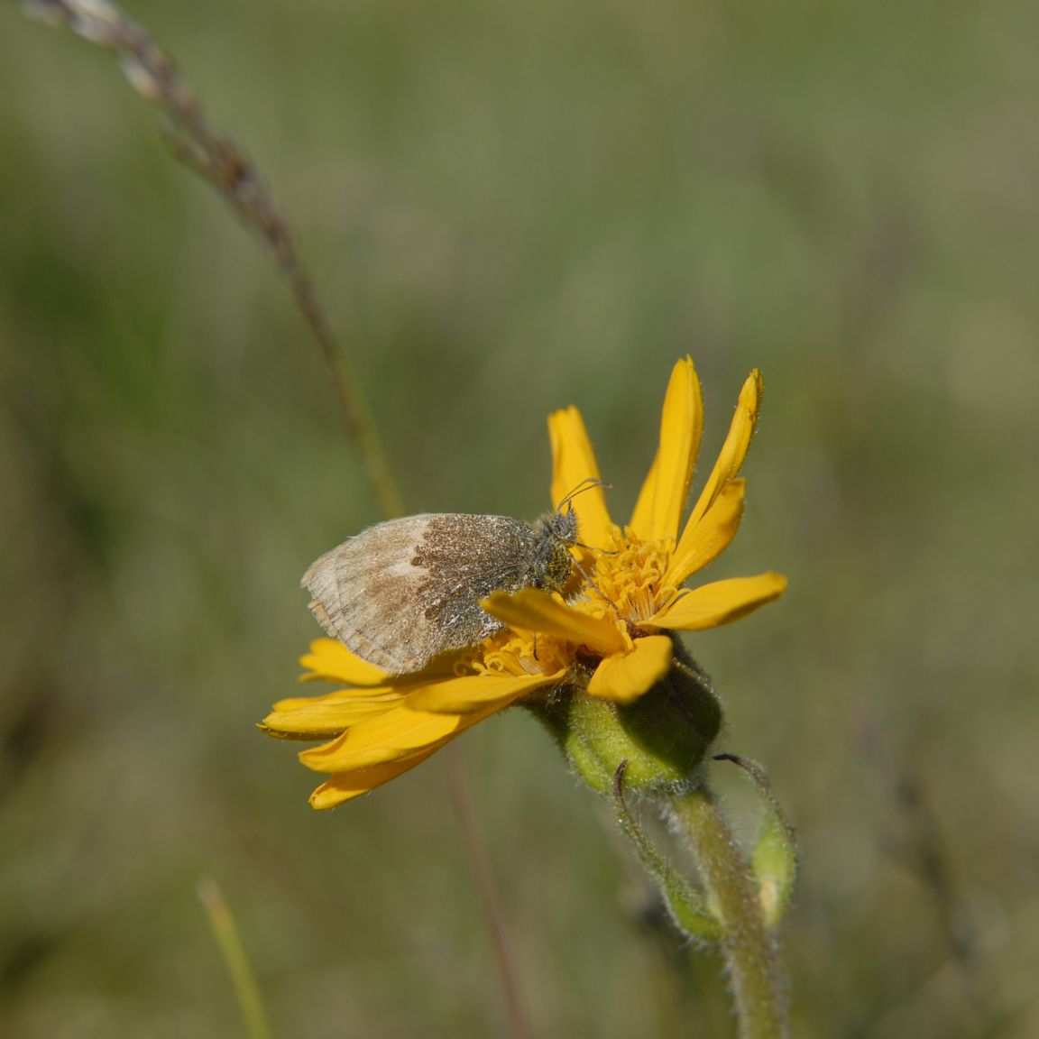 Guldblomme - en sjælden plante, som på Fyn kun vokser i Rødme Svinehaver