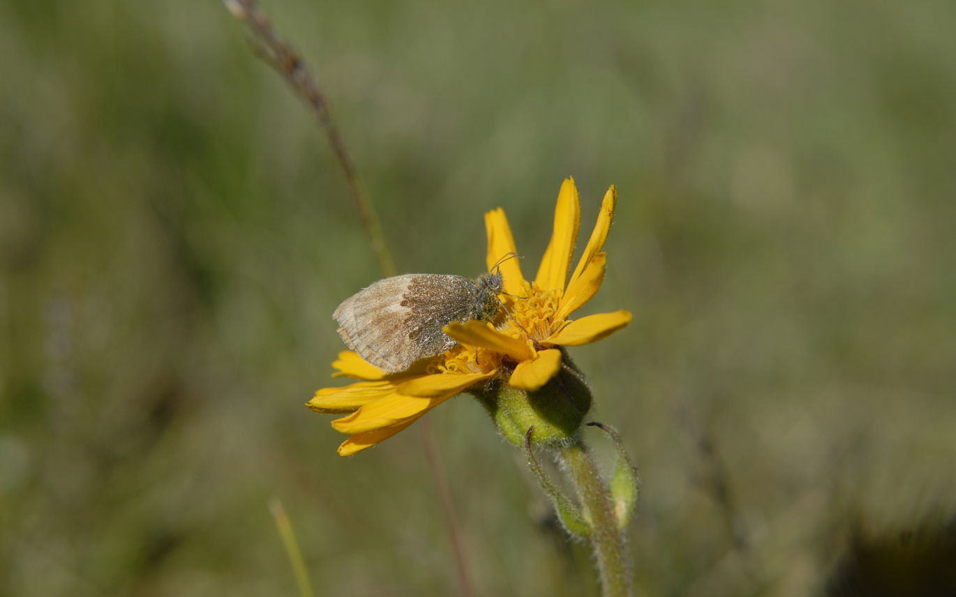 Guldblomme - en sjælden plante, som på Fyn kun vokser i Rødme Svinehaver