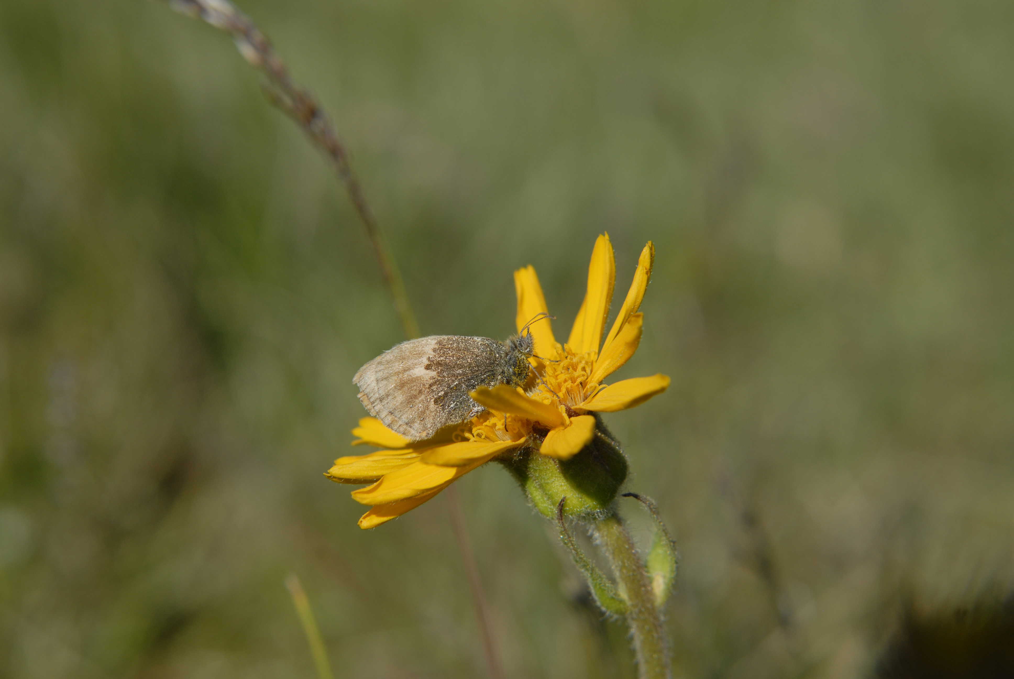 Guldblomme - en sjælden plante, som på Fyn kun vokser i Rødme Svinehaver