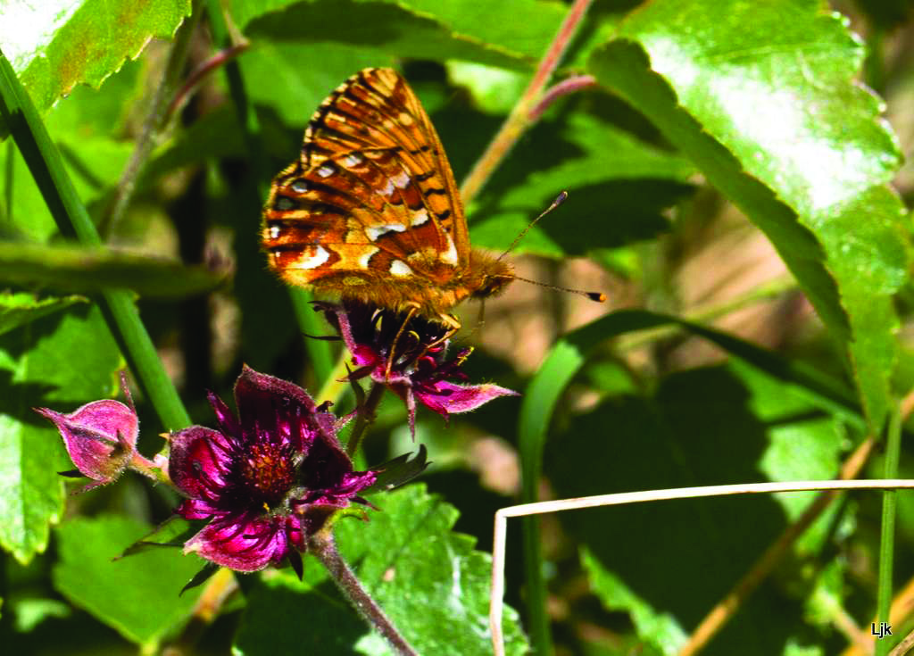 Moseperlemorsommerfugl er sjælden, men lever i Skovholm og Ravnebjerg moser.