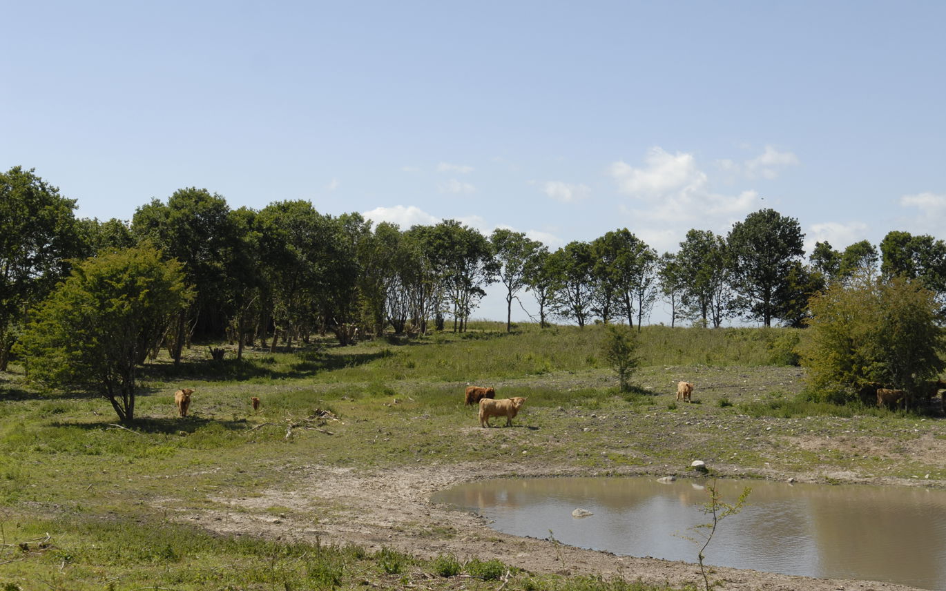 Køer på Cassanova Bakkerne - naturpleje.