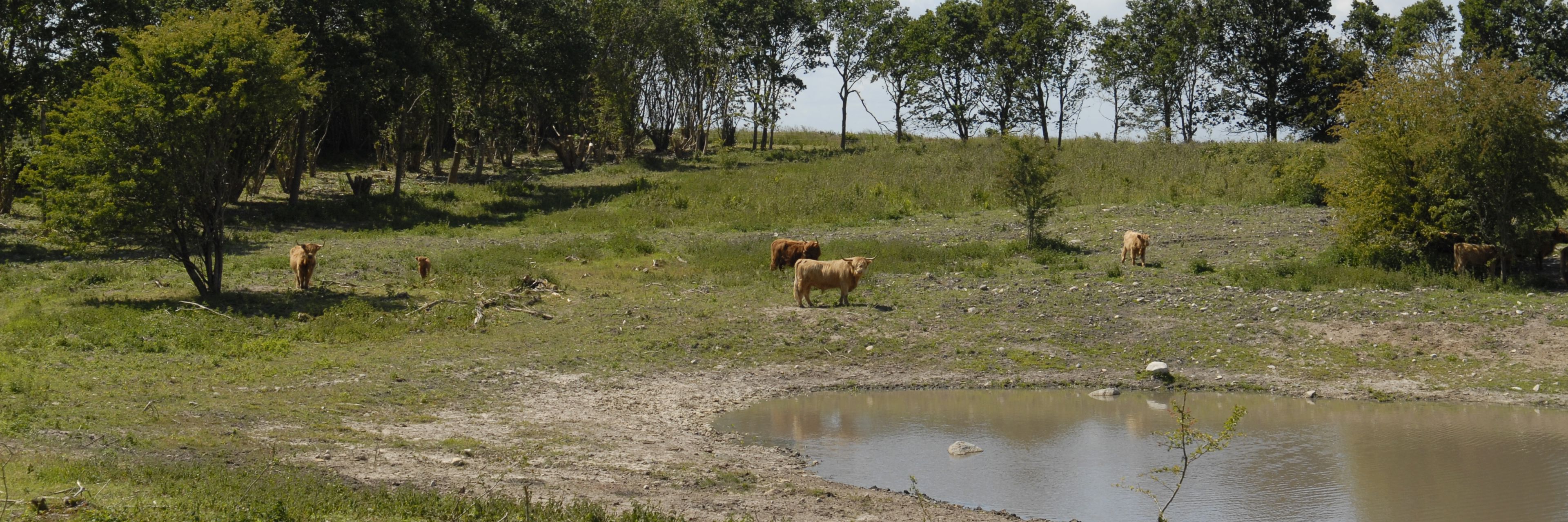 Køer på Cassanova Bakkerne - naturpleje.