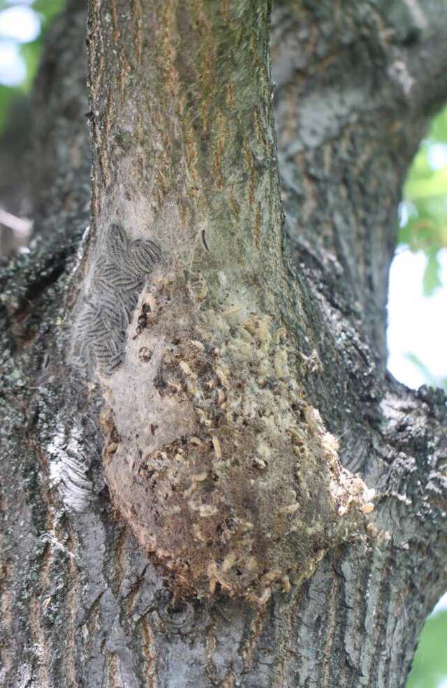 Rede med egeprocessionsspinderlarver på egetræ.