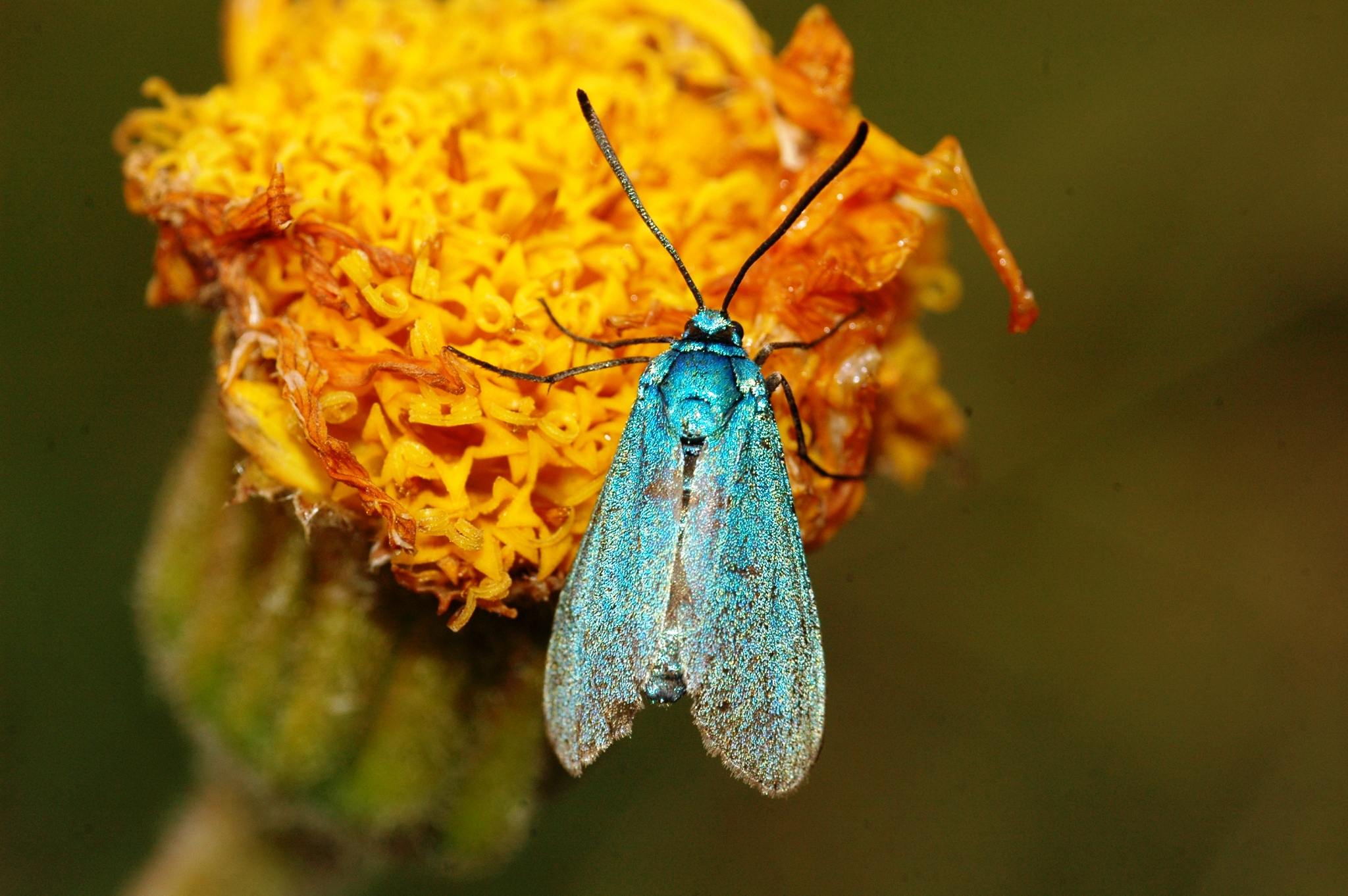 Metalvinge på guldblomme kan studeres i Rødme Svinehaver.