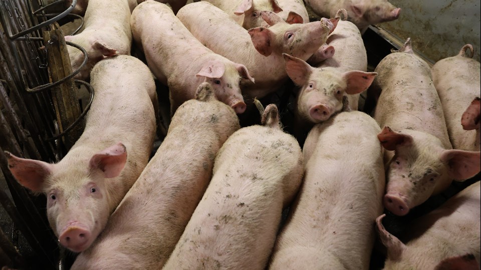 Grise i konventionel griseproduktion