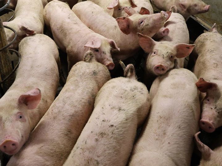 Grise i konventionel griseproduktion