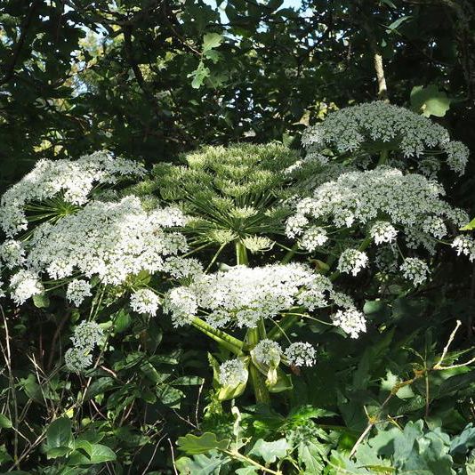 Kæmpebjørneklo i blomst
