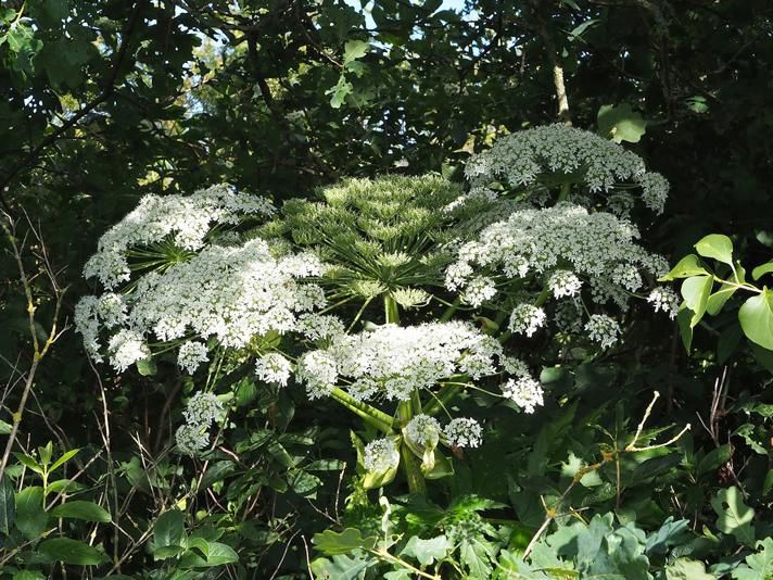 Kæmpebjørneklo i blomst