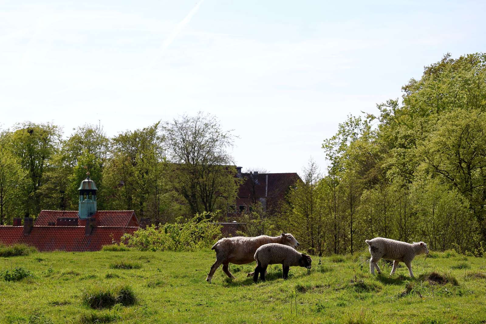 Græssende får på Ørkild Voldsted med Caroline Amalielund i baggrunden.