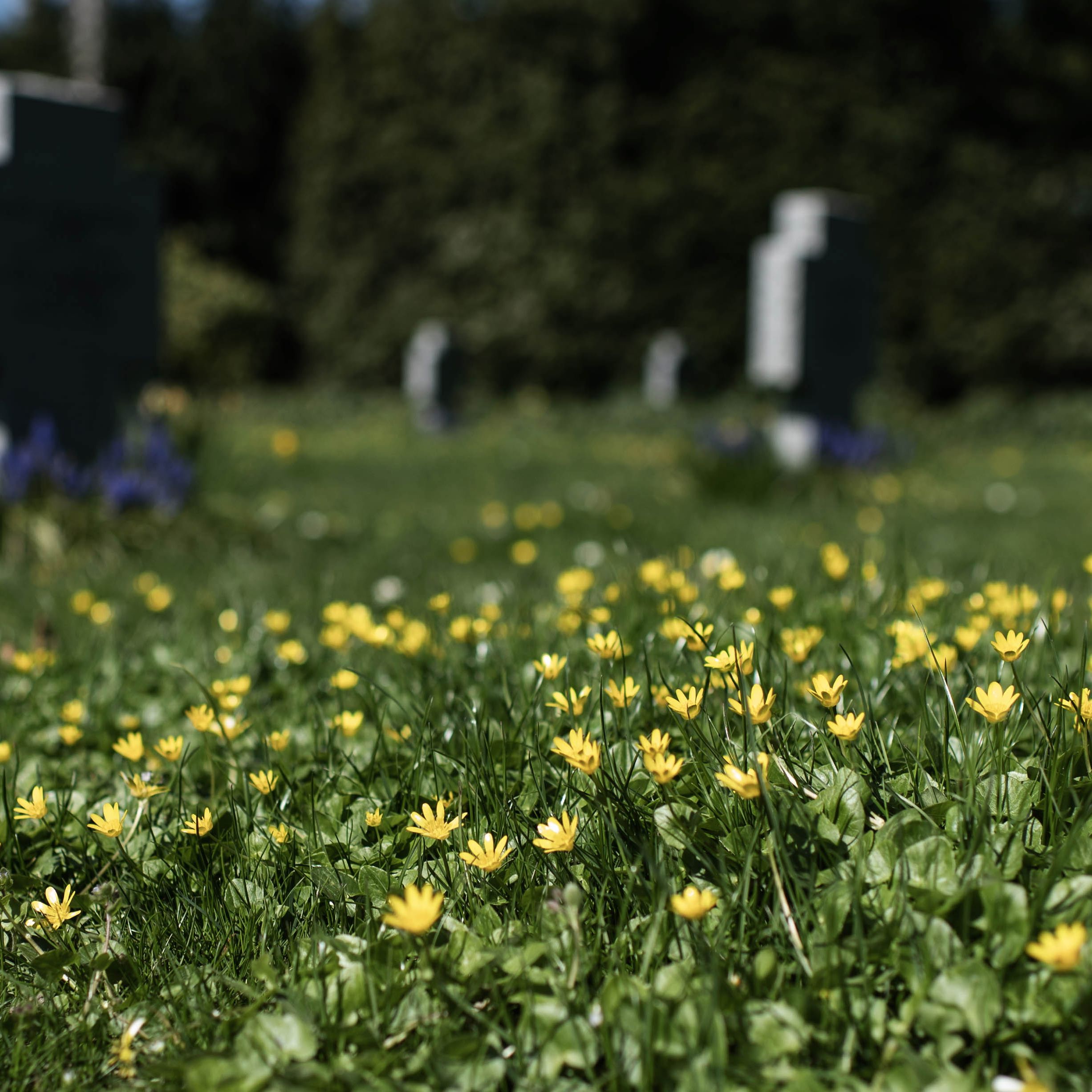 På Fredens Kirkegård i Svendborg får vorteroden lov til at blomstre i græsset.
