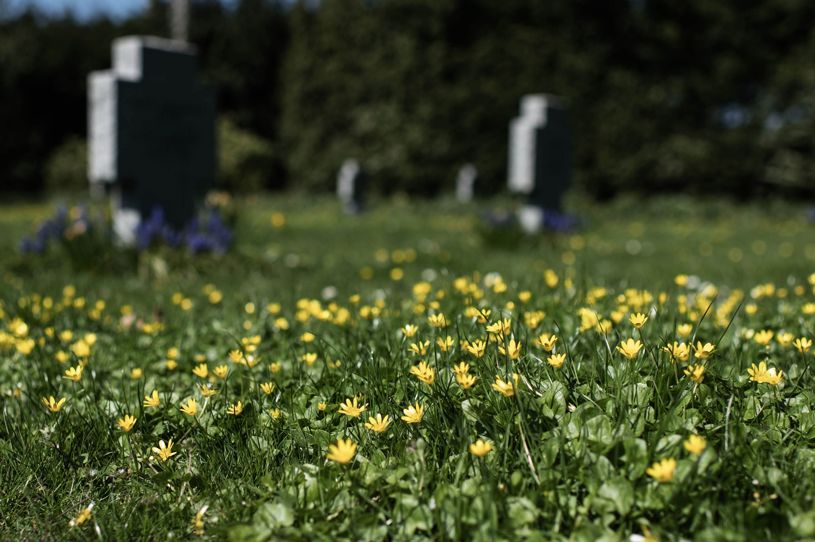 På Fredens Kirkegård i Svendborg får vorteroden lov til at blomstre i græsset.