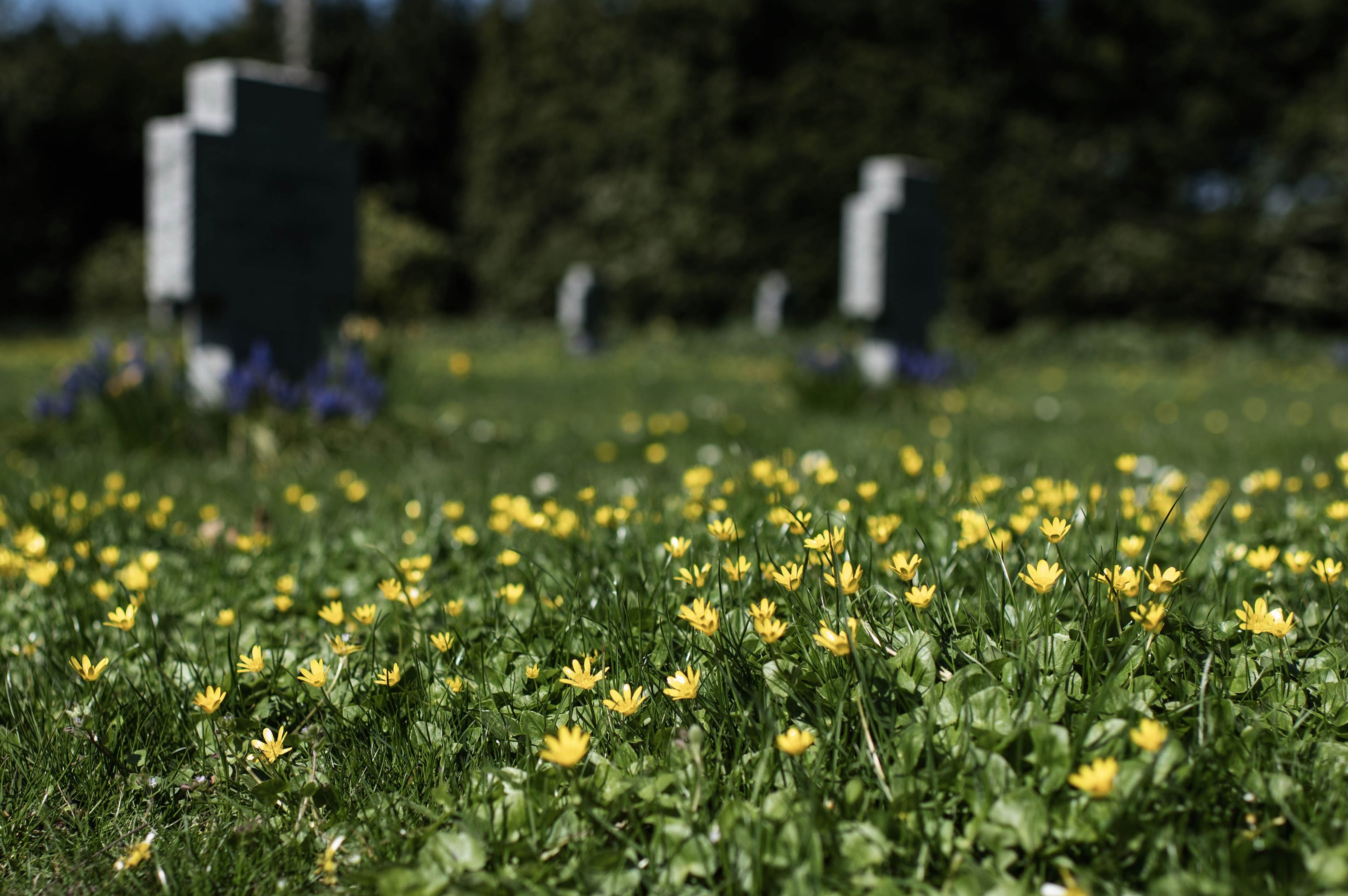 På Fredens Kirkegård i Svendborg får vorteroden lov til at blomstre i græsset.