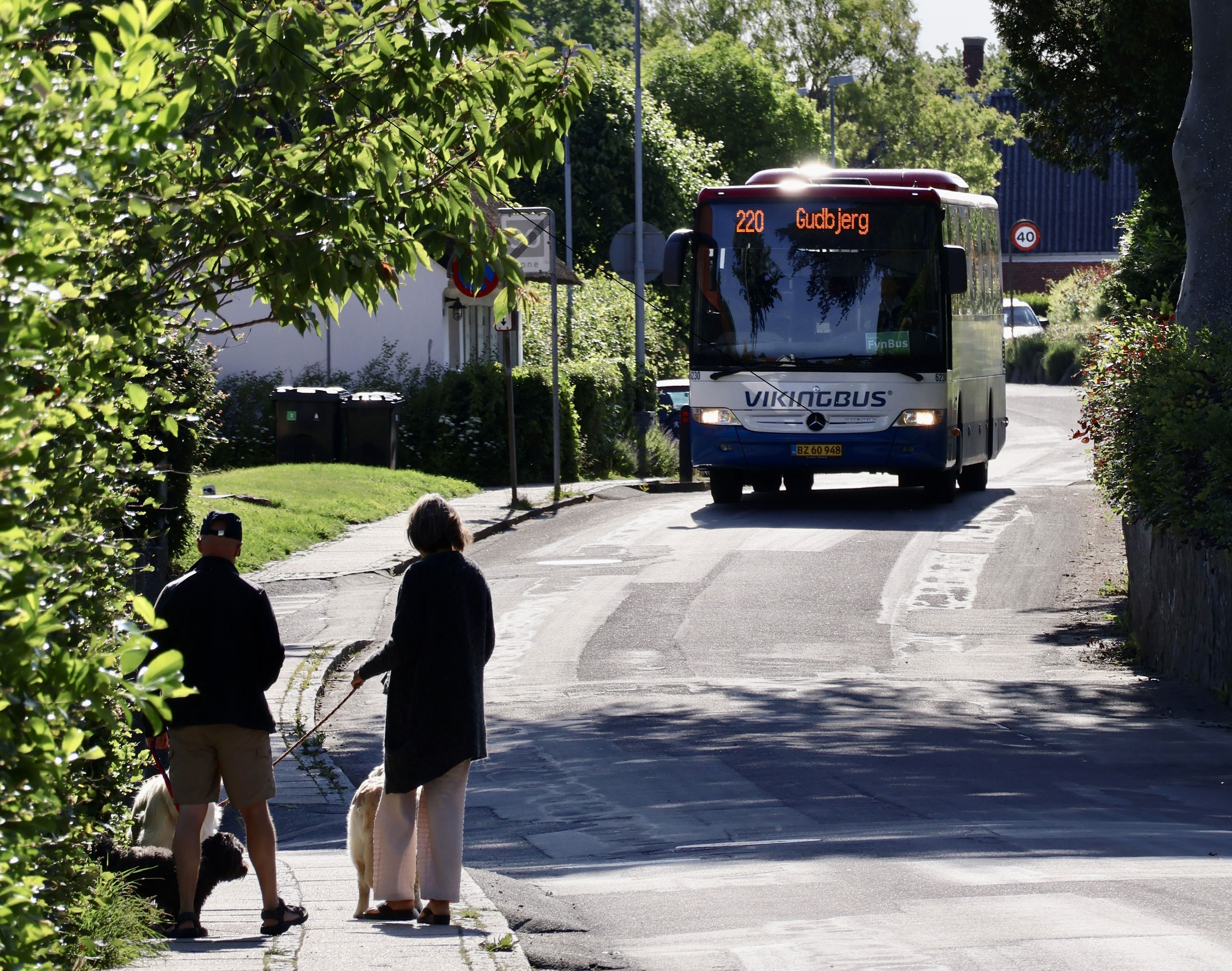 Bløde trafikanter, som lufter hunde, og en modkørende bus - på Bergmannsvej på Thurø.