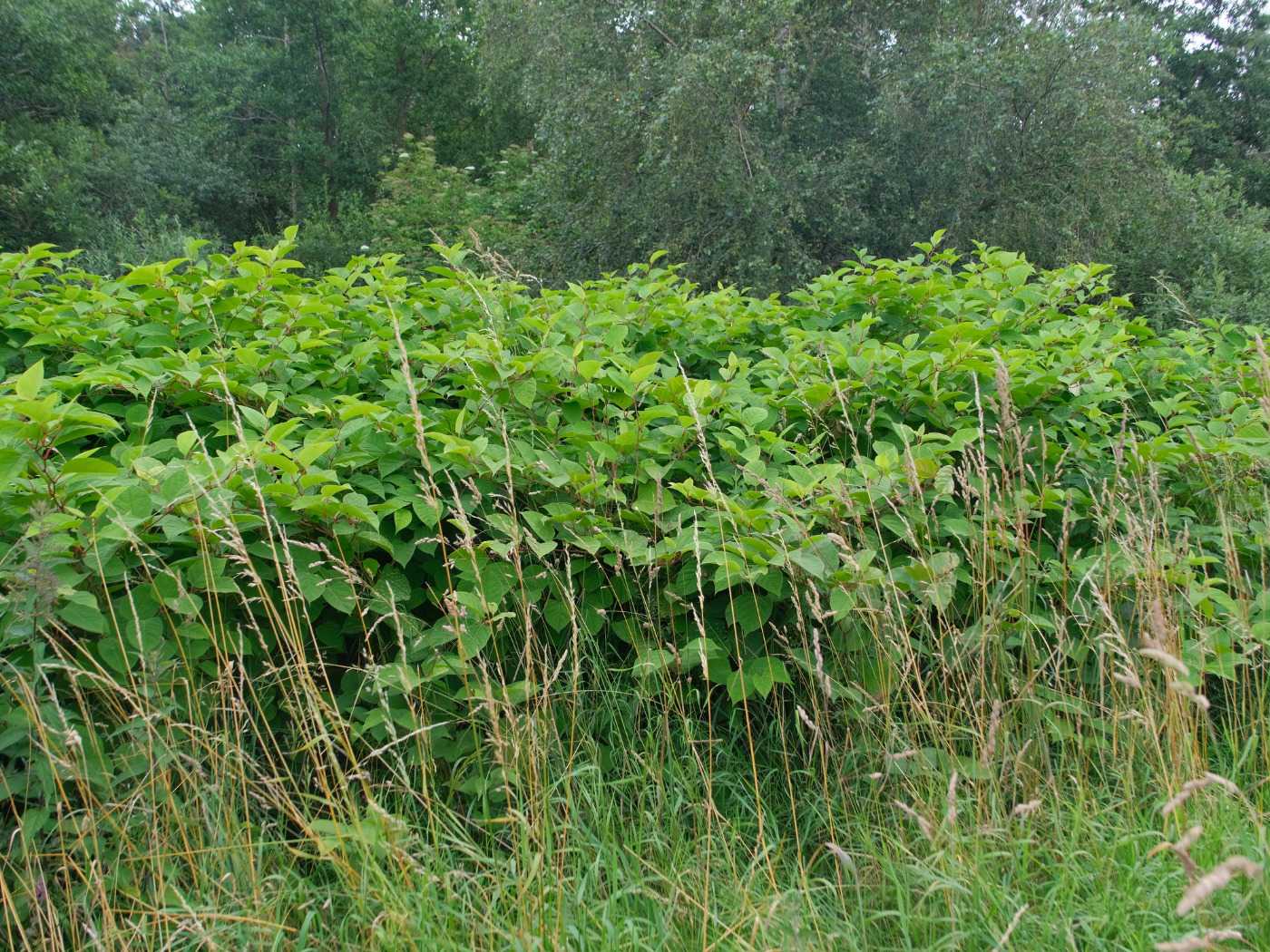 Stor og tæt bestand af pileurt