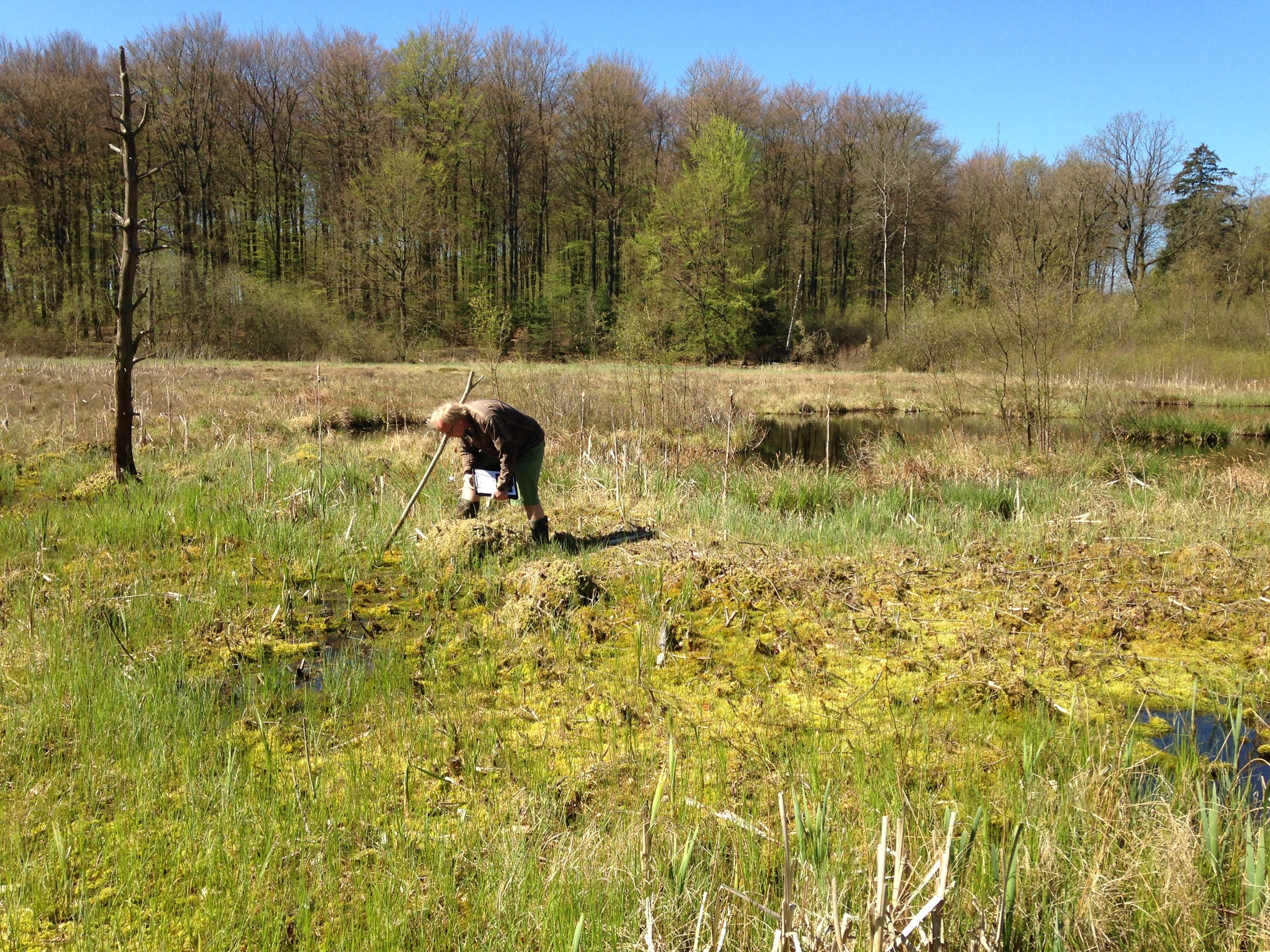 Skovholm Mose er en hængesæk, der er dannet af spagnummosser. Her lever flere af vores mest sjældne arter