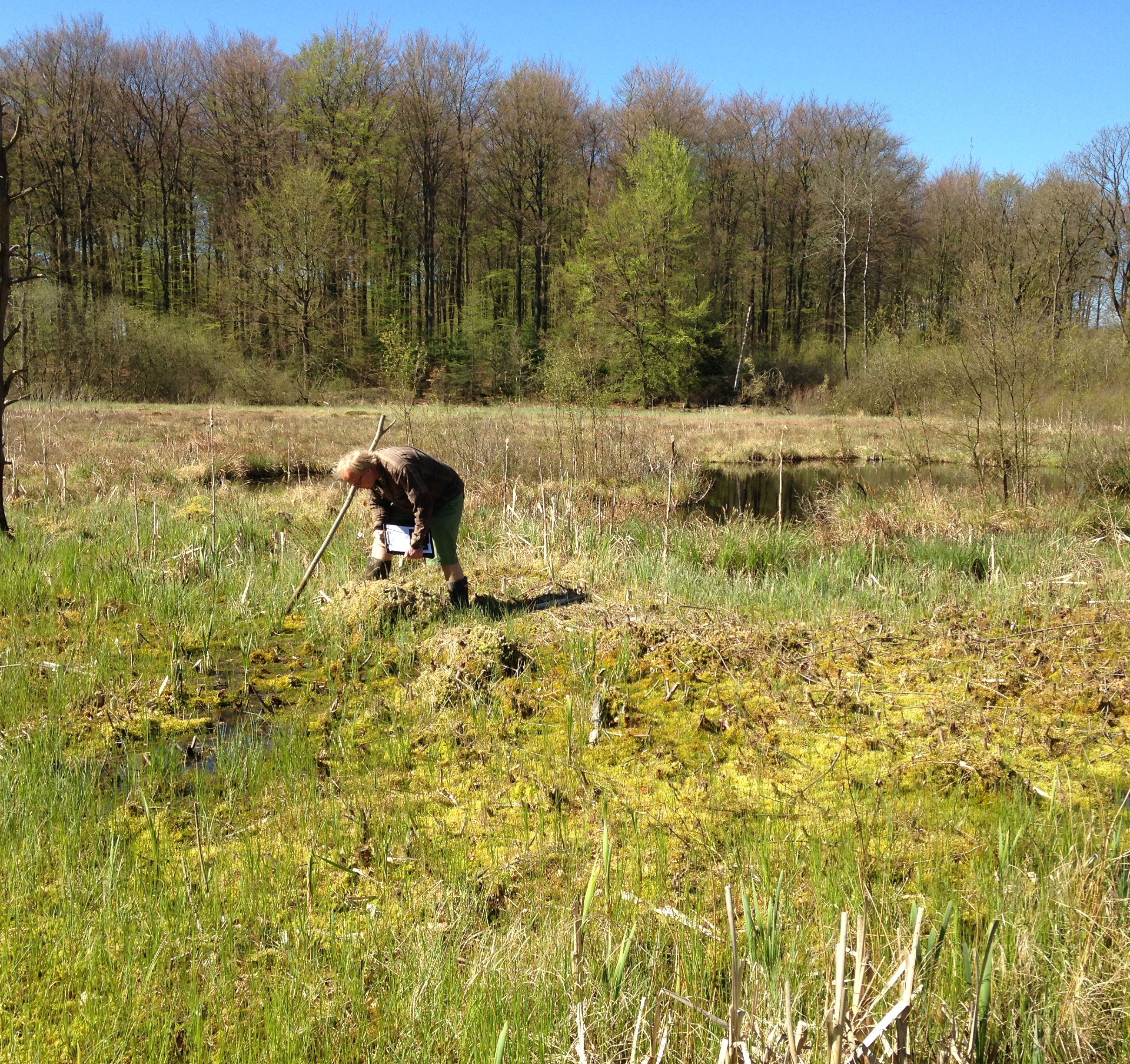 Skovholm Mose er en hængesæk, der er dannet af spagnummosser. Her lever flere af vores mest sjældne arter