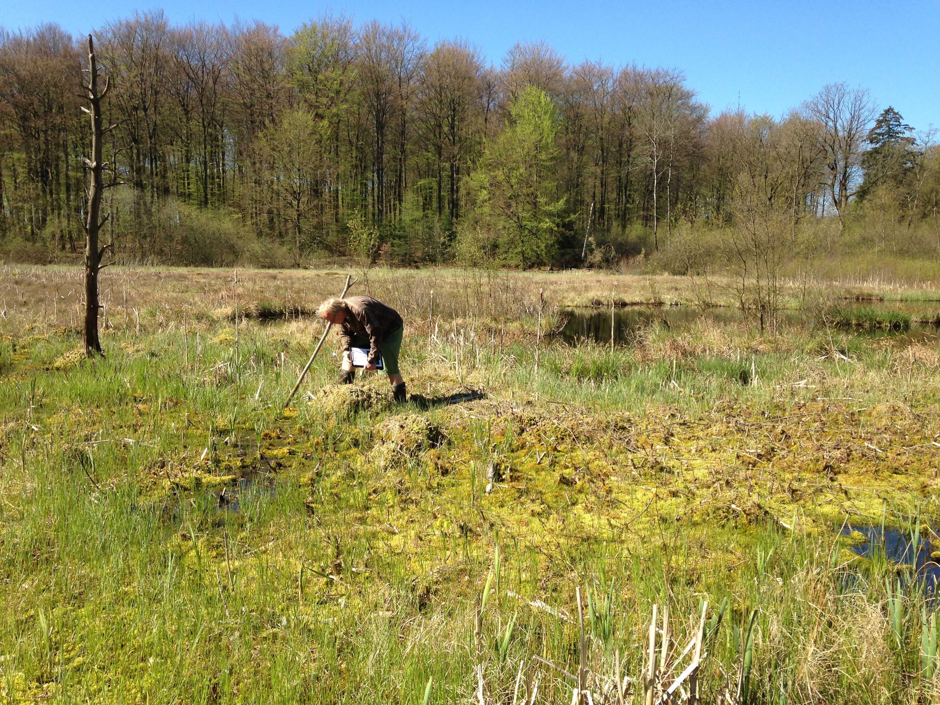Skovholm Mose er en hængesæk, der er dannet af spagnummosser. Her lever flere af vores mest sjældne arter
