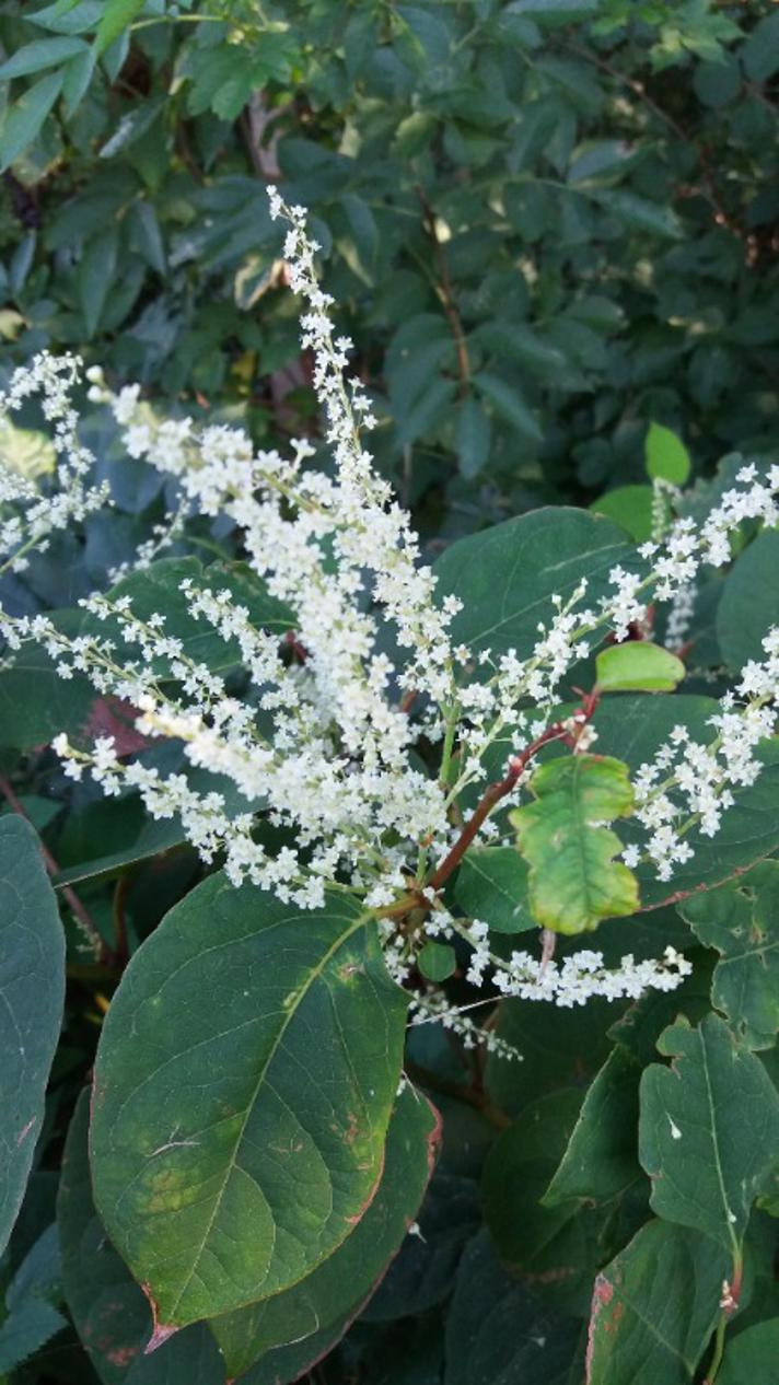 Pileurt i blomst med hvide små blomster