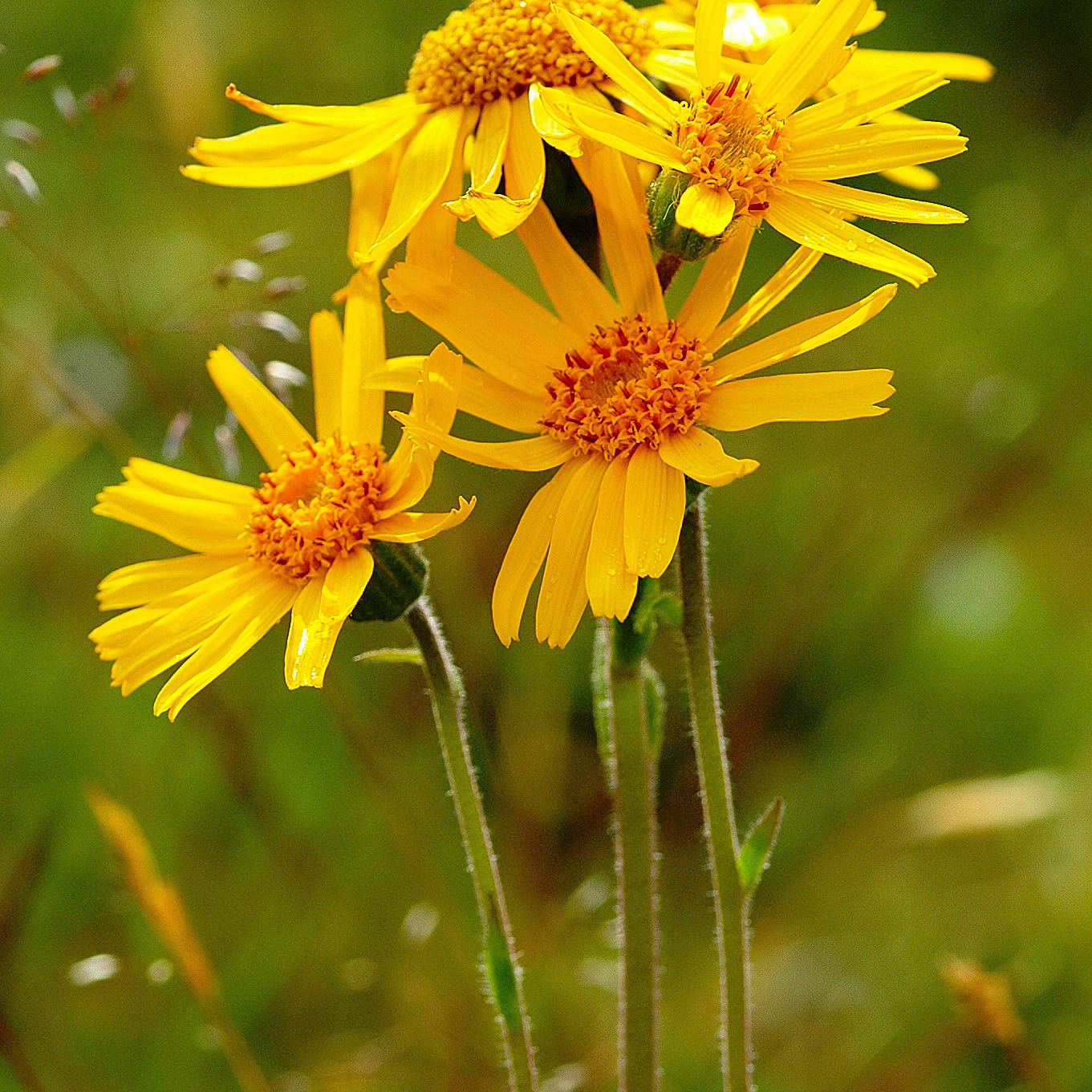 Guldblomme vokser i Rødme Svinehaver som det eneste sted i Østdanmark.
