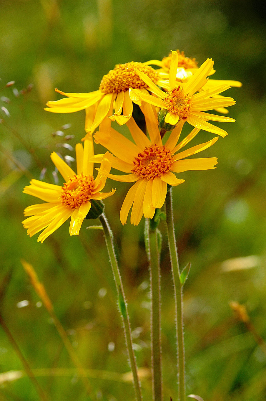 Guldblomme vokser i Rødme Svinehaver som det eneste sted i Østdanmark.