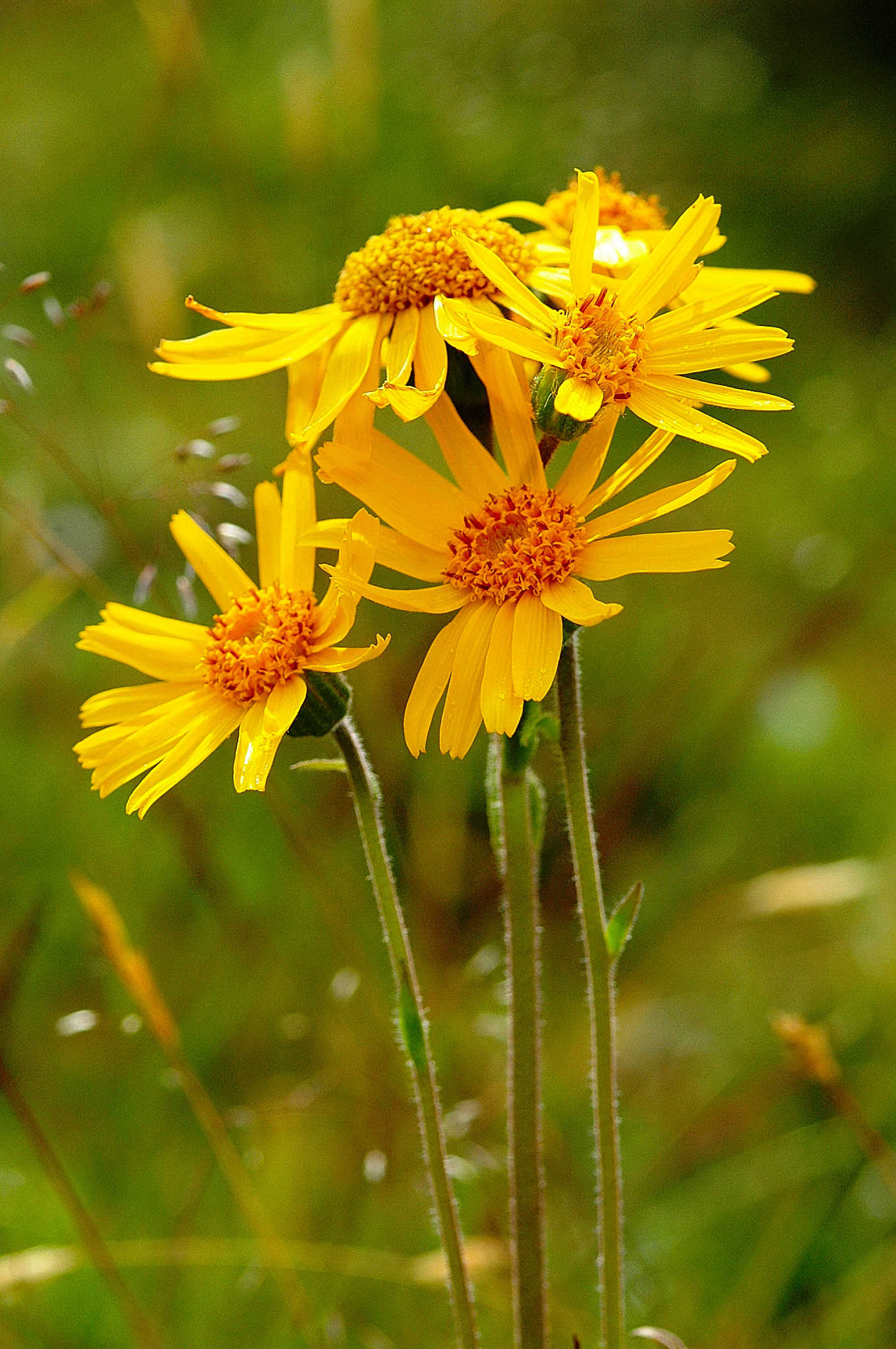 Guldblomme vokser i Rødme Svinehaver som det eneste sted i Østdanmark.