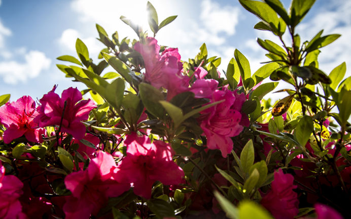 Rhododendron Taasinge Plejecenter