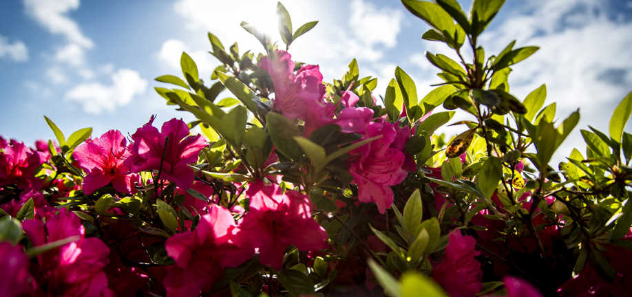 Rhododendron Taasinge Plejecenter