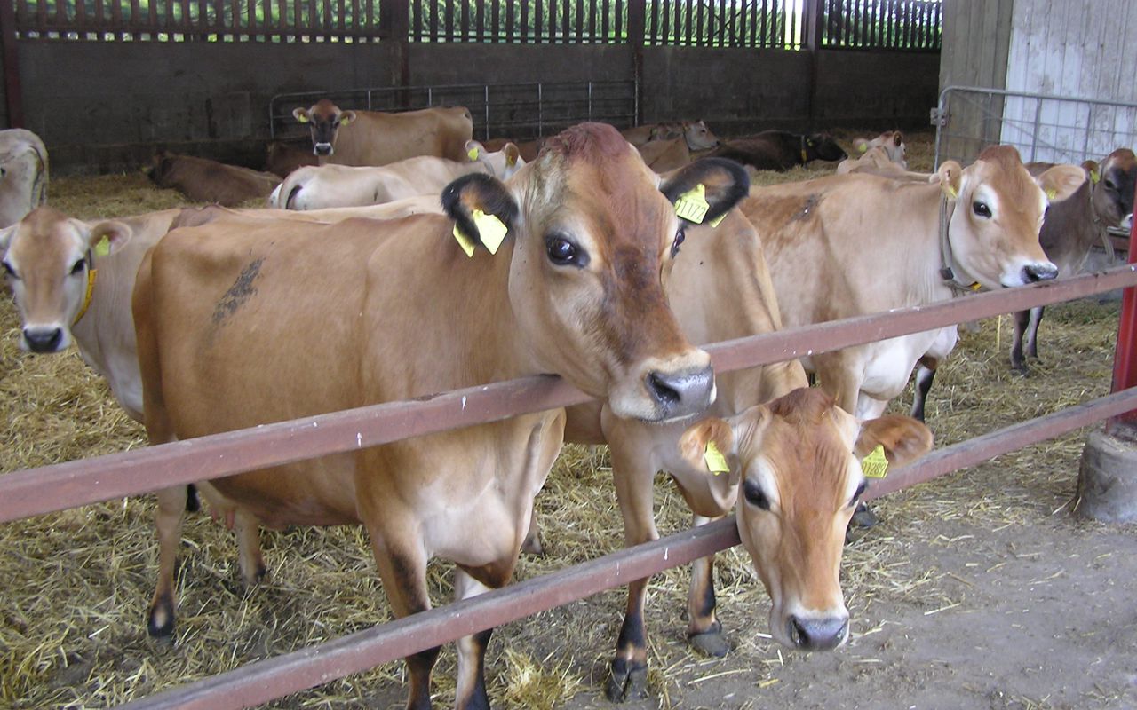 En flok jersey malkekøer i stald med halm. Flere af dem står tæt på kamera og ser ud ad stalden.