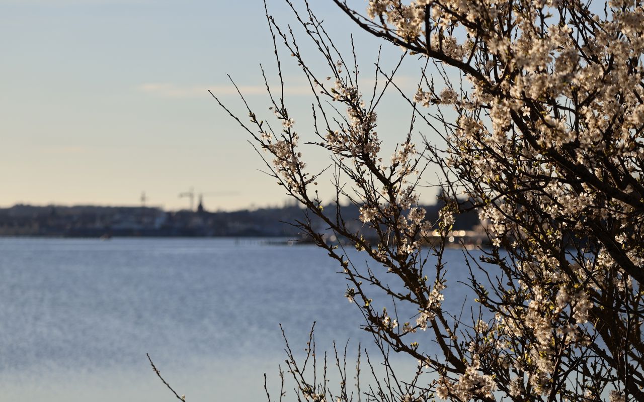 Mirabelle i blomst på Thurødæmningen