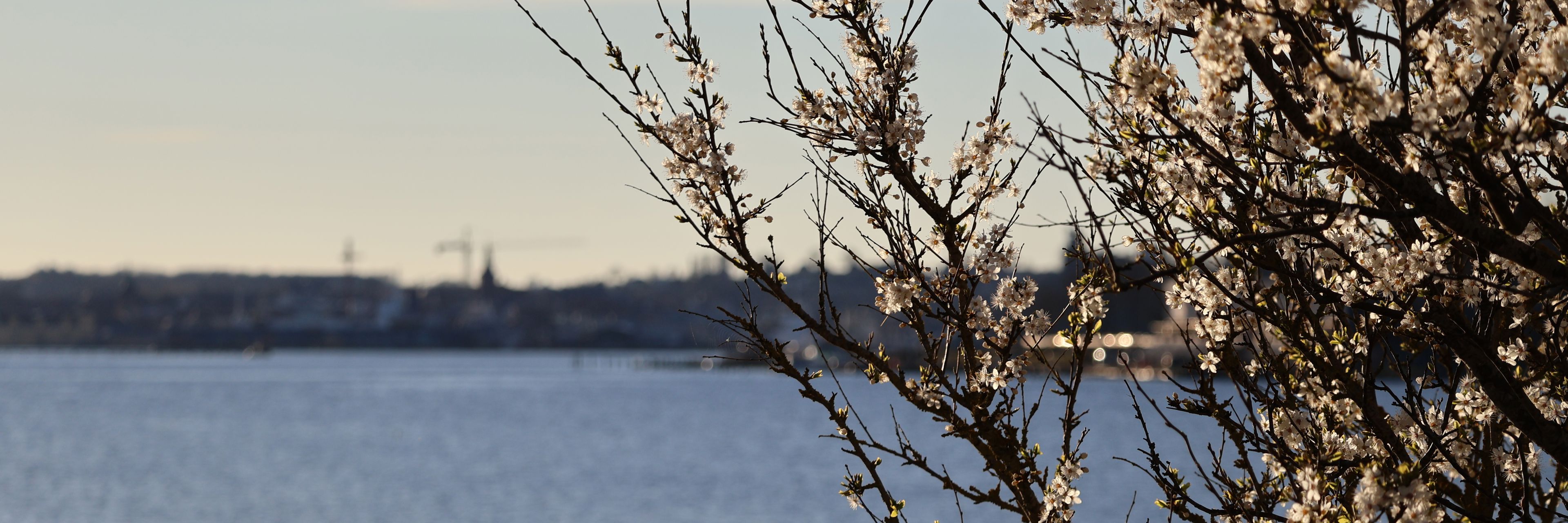 Mirabelle i blomst på Thurødæmningen