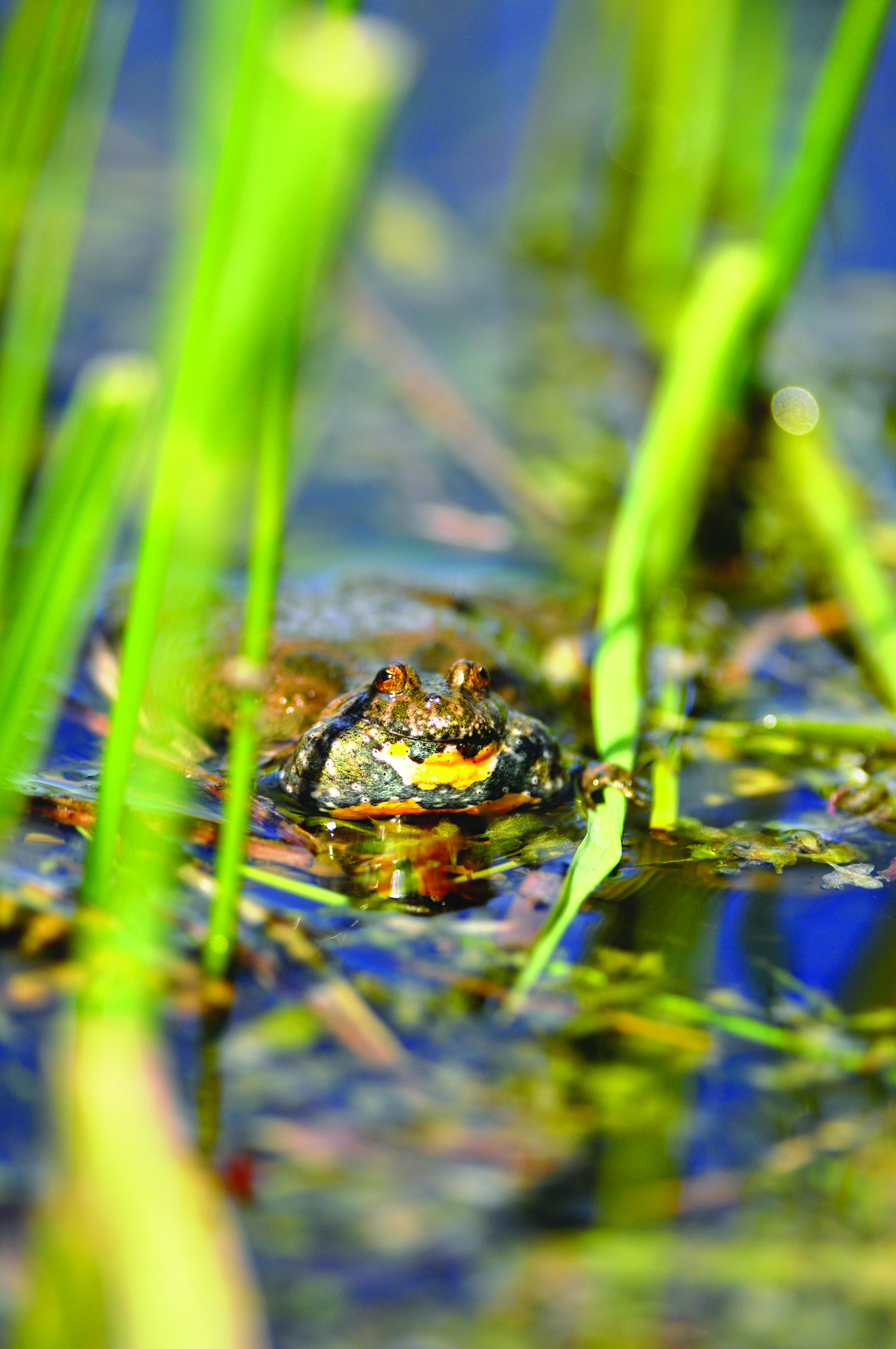 Klokkefrøen findes på Østfyn og øerne i øhavet. Dens kvækken lyder, som når man blæser i en hul flaske.