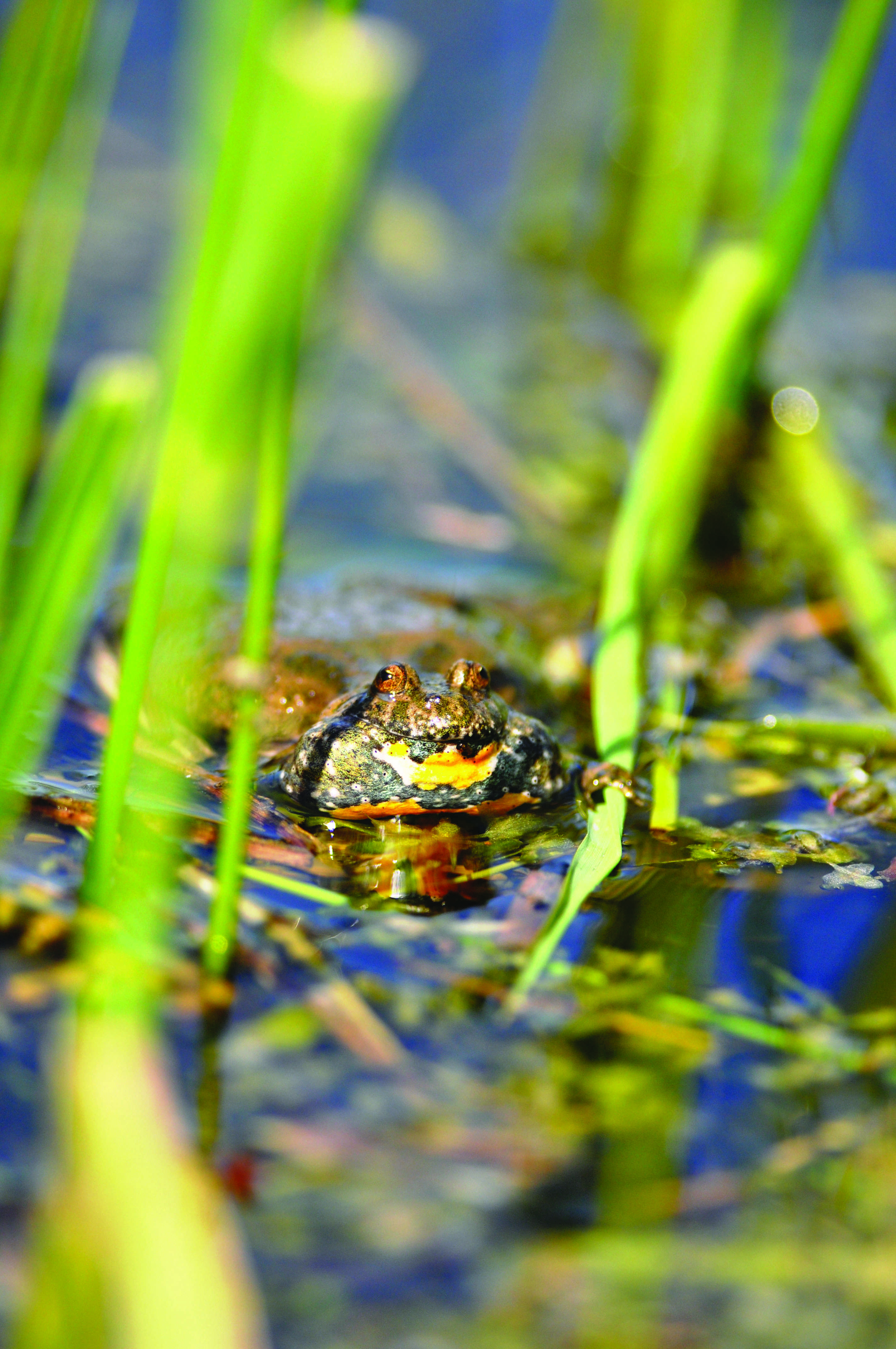 Klokkefrøen findes på Østfyn og øerne i øhavet. Dens kvækken lyder, som når man blæser i en hul flaske.