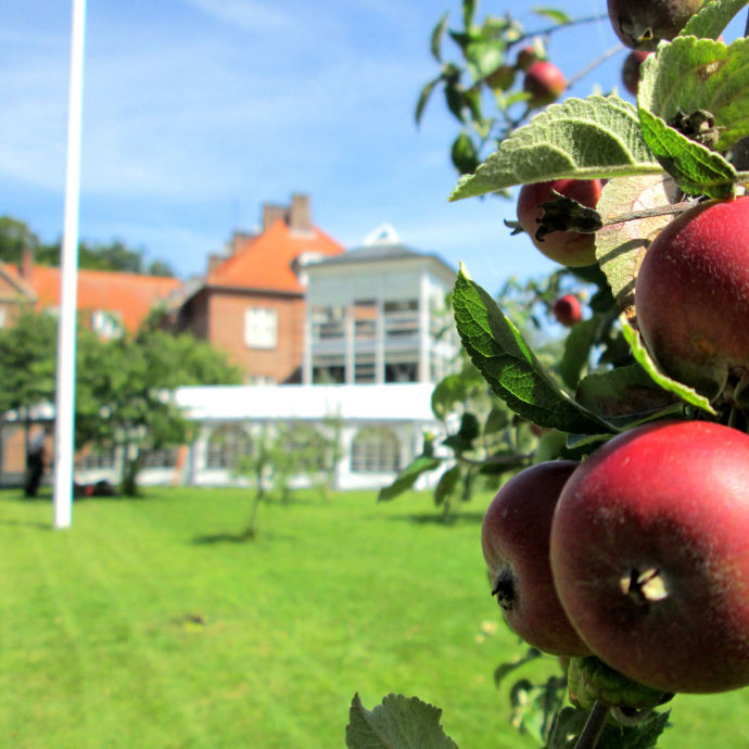 Æbletræ i haven bag Caroline Amalie Plejecenter