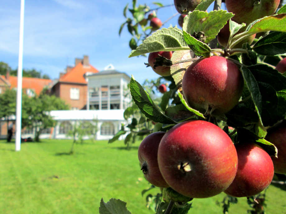 Æbletræ i haven bag Caroline Amalie Plejecenter