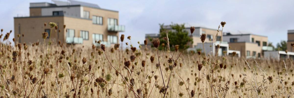 Tankefuld - tørret vild gulerod i forgrunden og boligbyggeri i baggrunden.