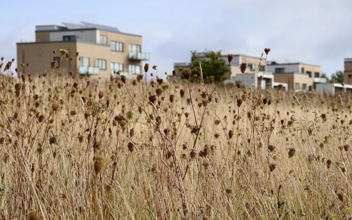 Tankefuld - tørret vild gulerod i forgrunden og boligbyggeri i baggrunden.