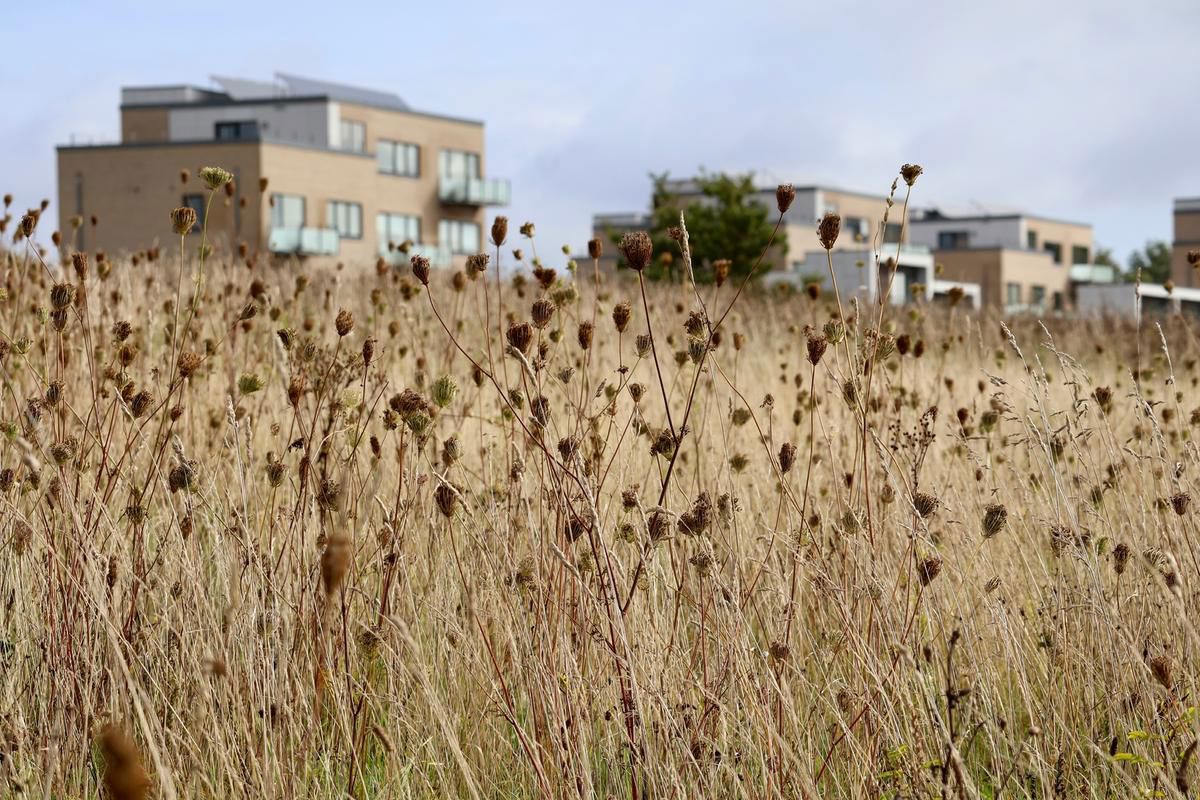 Tankefuld - tørret vild gulerod i forgrunden og boligbyggeri i baggrunden.