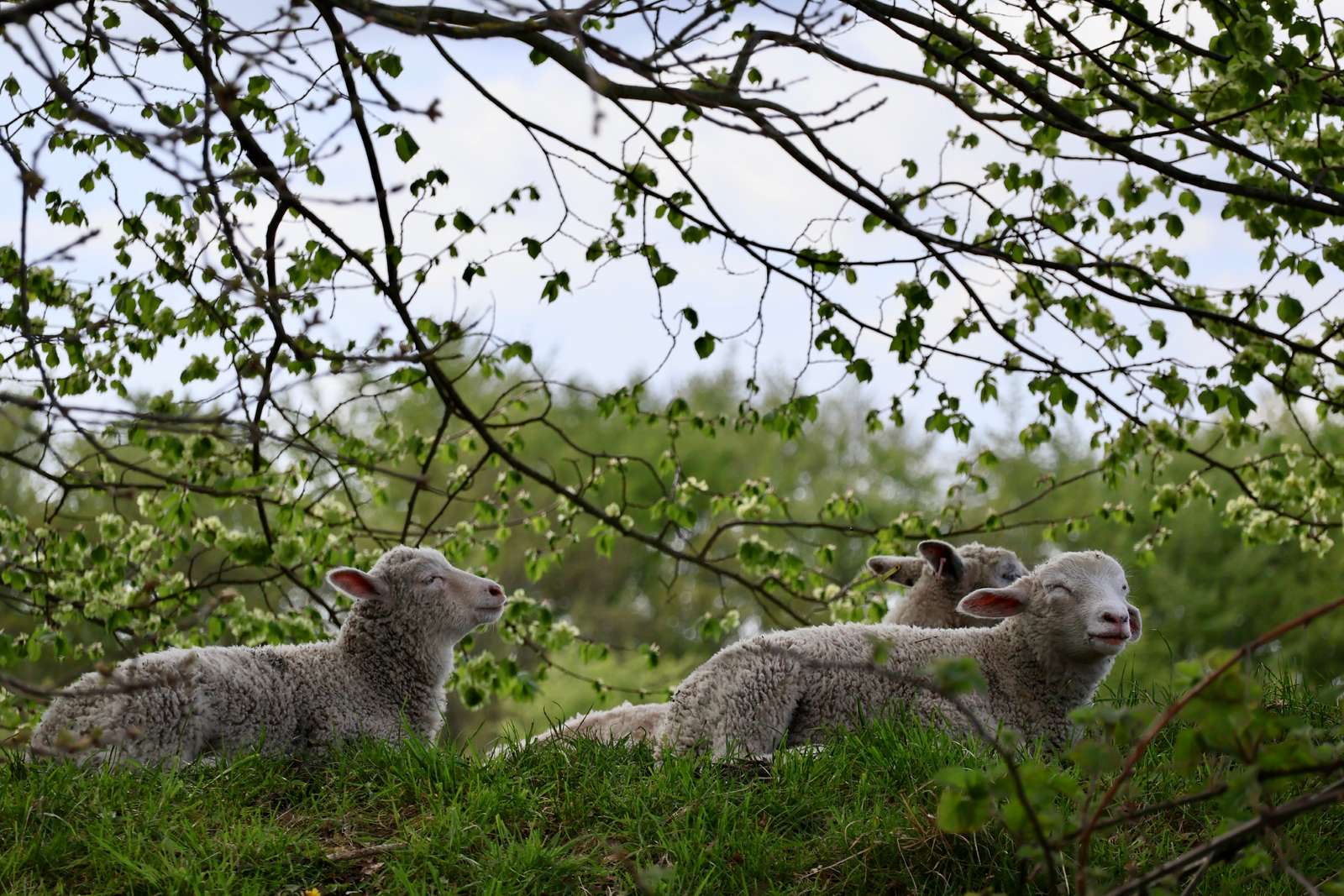Små lamsebamser, der nyder foråret på Ørkild Voldsted.