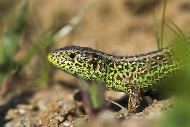 Markfirbenet lever på solrige sandede skrænter få steder i kommunen.