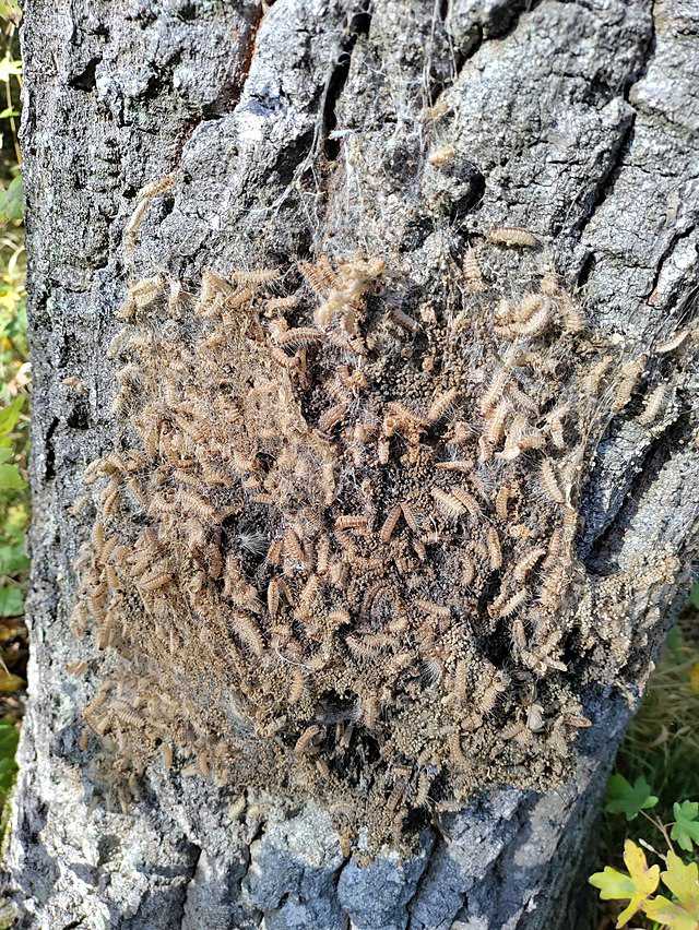 Rede med egeprocessionsspinder på sent stadie.