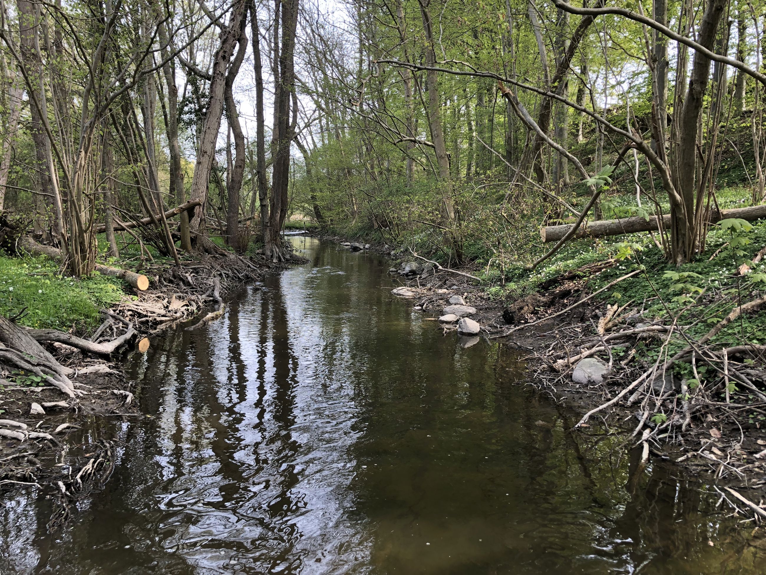 En del af projektstrækningen, som løber gennem skov med unge træer på begge sider