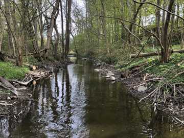 En del af projektstrækningen, som løber gennem skov med unge træer på begge sider