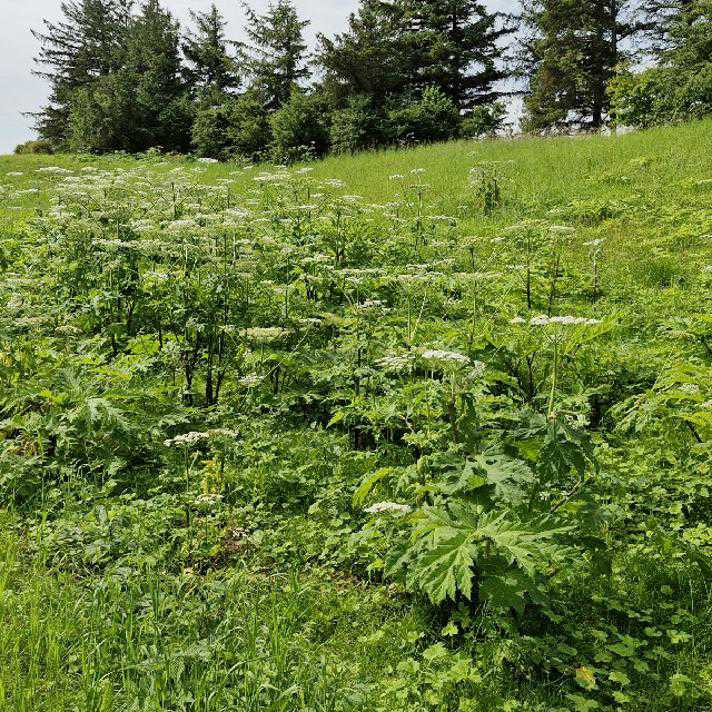 Samling af kæmpebjørneklo