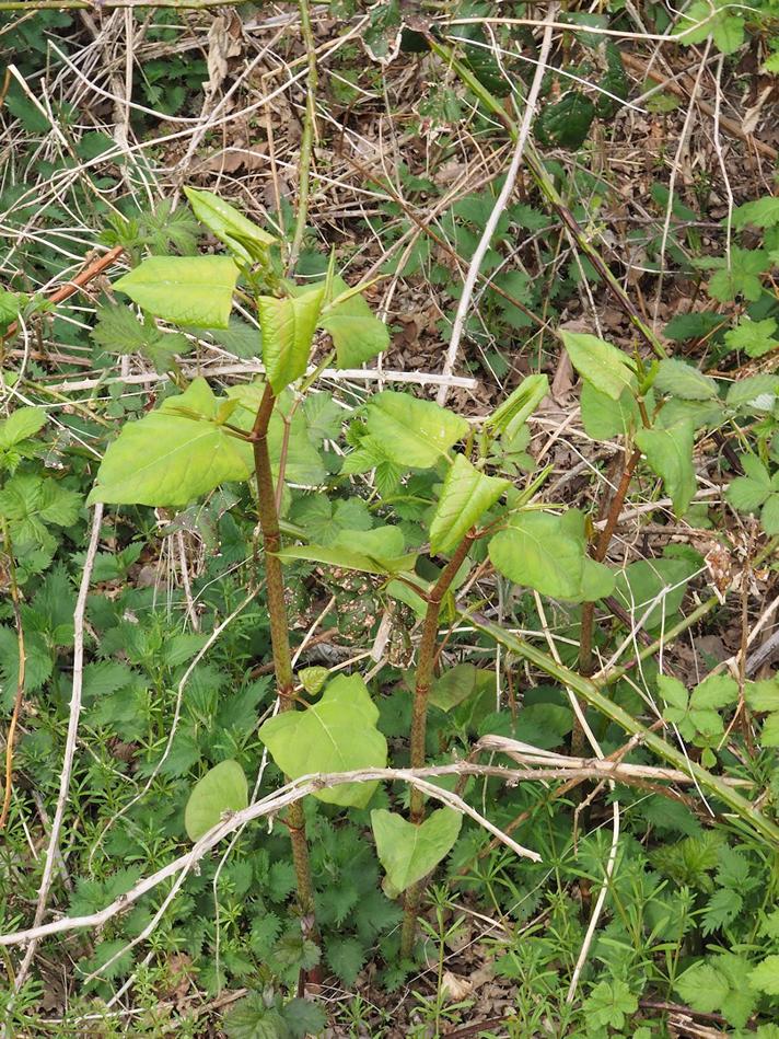 Pileurtens bambusagtige stængler