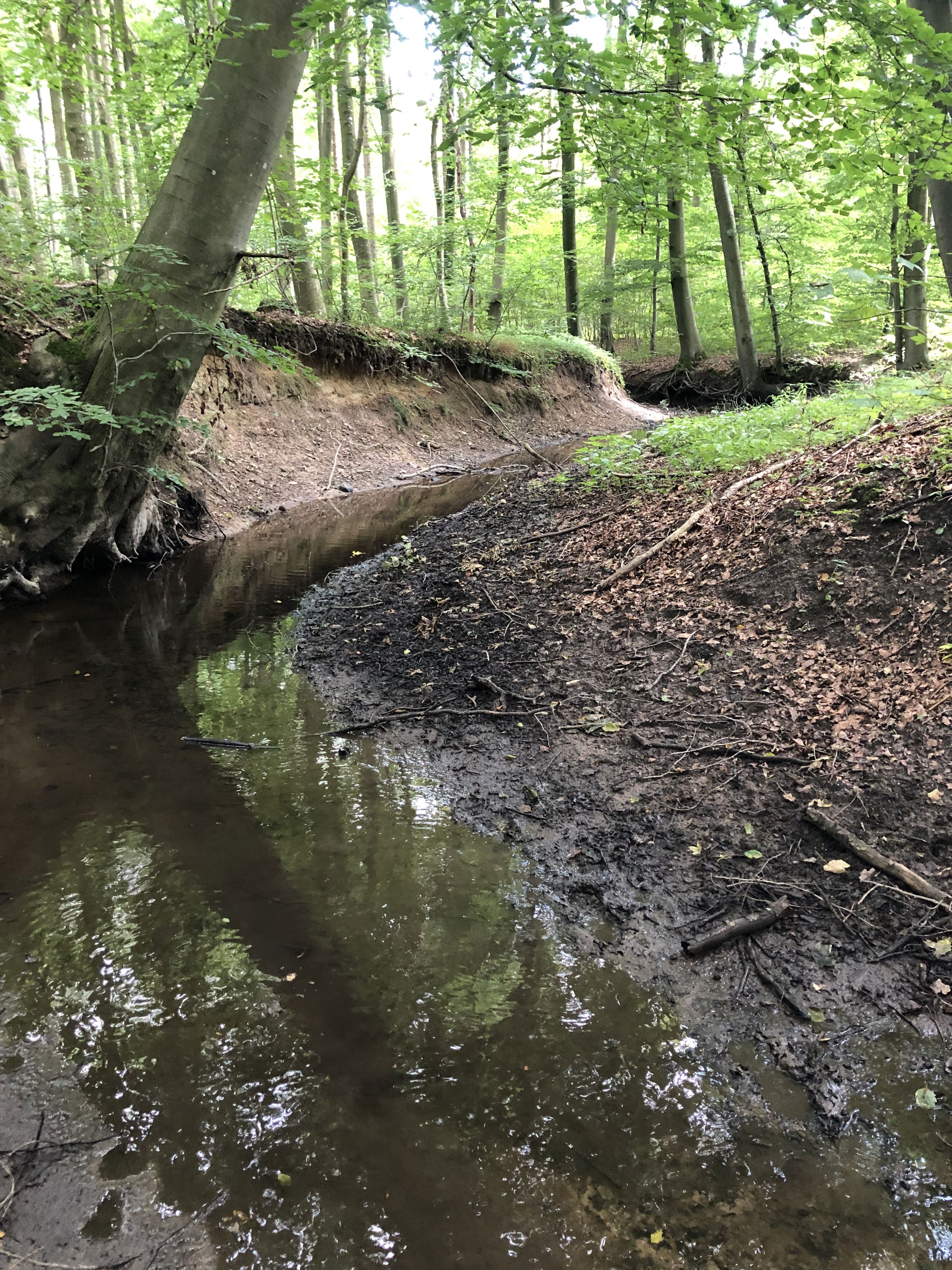 En del af projektstrækningen Hundstrup Å som løber gennem bøgeskov